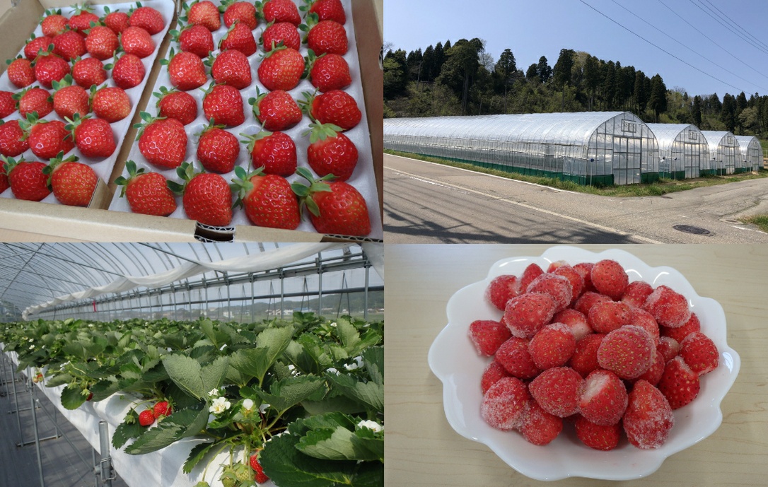 苺畑さん専用 猪野さんちのいちご農園｜産直通販「あるよ」応援プロジェクト